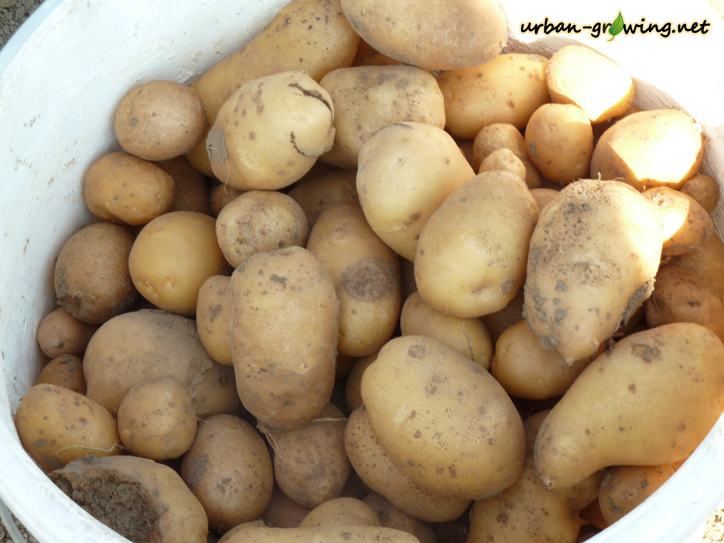 Kartoffelernte - www.urban-growiing.net