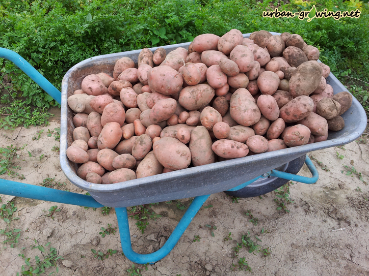 Kartoffelernte - www.urban-growiing.net