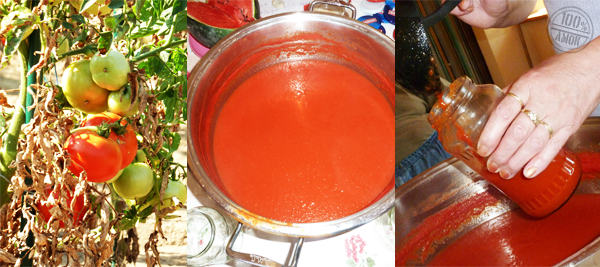Einkochen - Einmachen von Tomaten