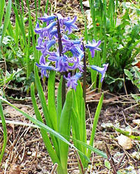 Hyazinthe | Gartentipps / Survival Tipps