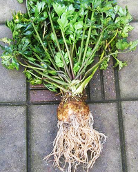 Sellerie – Gartentipps / Survival Tipps