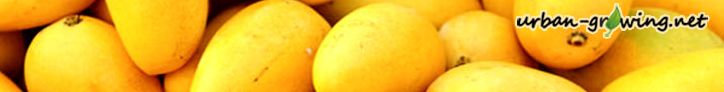 Golden Mango - www.urban-growing.net - Copyright bilgi baba Flickr.com