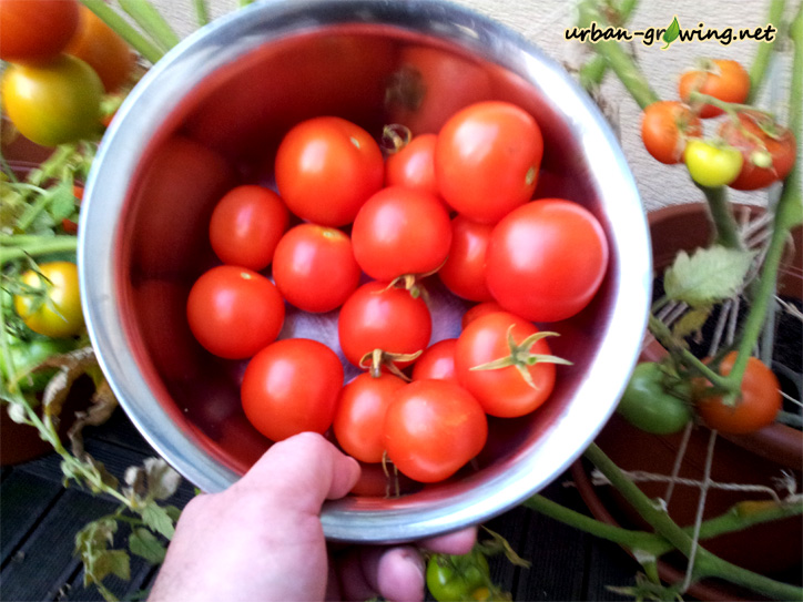 Tomaten züchten und ernten - www.urban-growing.net