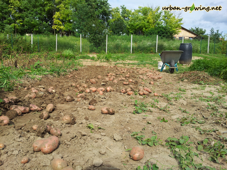 Bio Kartoffeln - www.urban-growiing.net